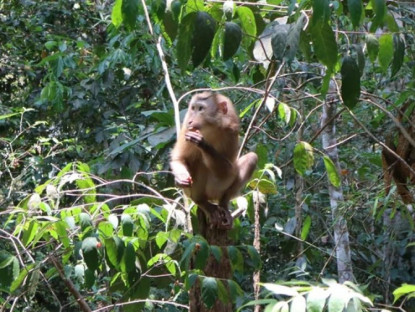 Chuyển động - Rắn hổ mang chúa cực độc bò vào bệnh viện đã được thả về rừng