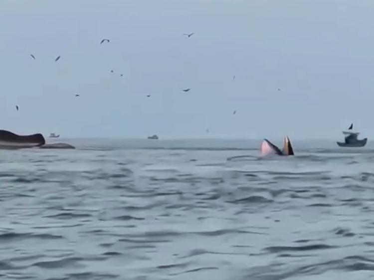 Cá voi liên tiếp xuất hiện ở vùng biển Lâm Đồng