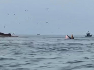 Cá voi liên tiếp xuất hiện ở vùng biển Lâm Đồng