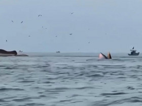  - Cá voi liên tiếp xuất hiện ở vùng biển Lâm Đồng