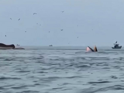 Cá voi liên tiếp xuất hiện ở vùng biển Lâm Đồng