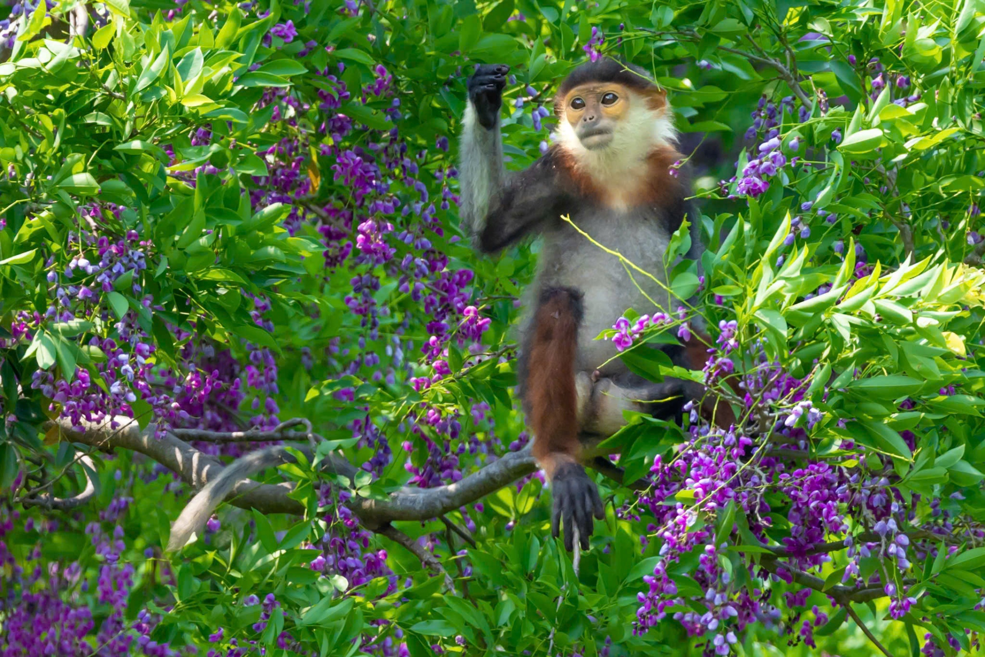 hoa than mat nhuom tim ban dao son tra mua thang tu - 2