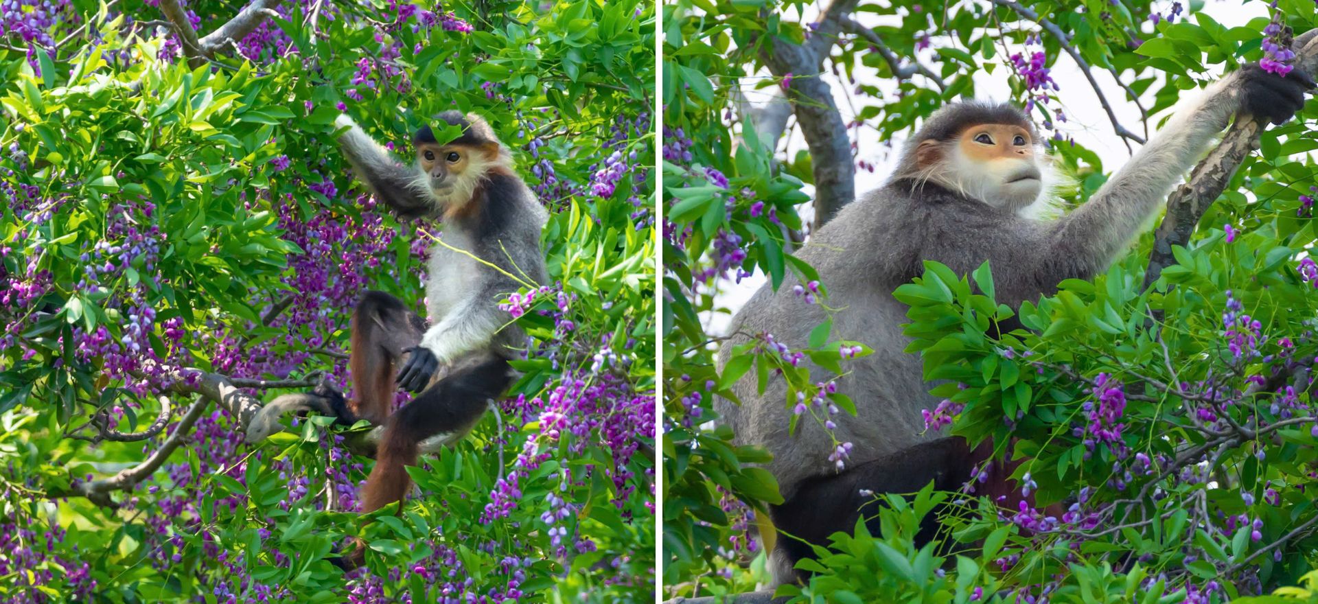 hoa than mat nhuom tim ban dao son tra mua thang tu - 3