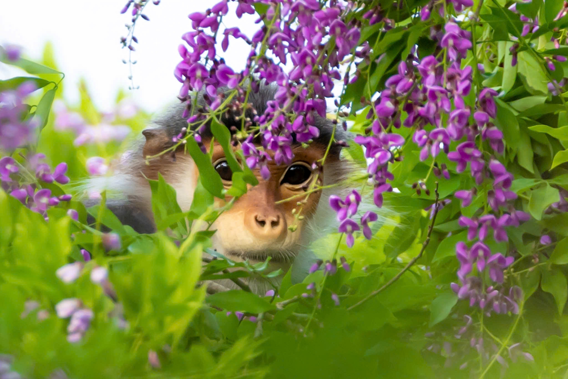 hoa than mat nhuom tim ban dao son tra mua thang tu - 4