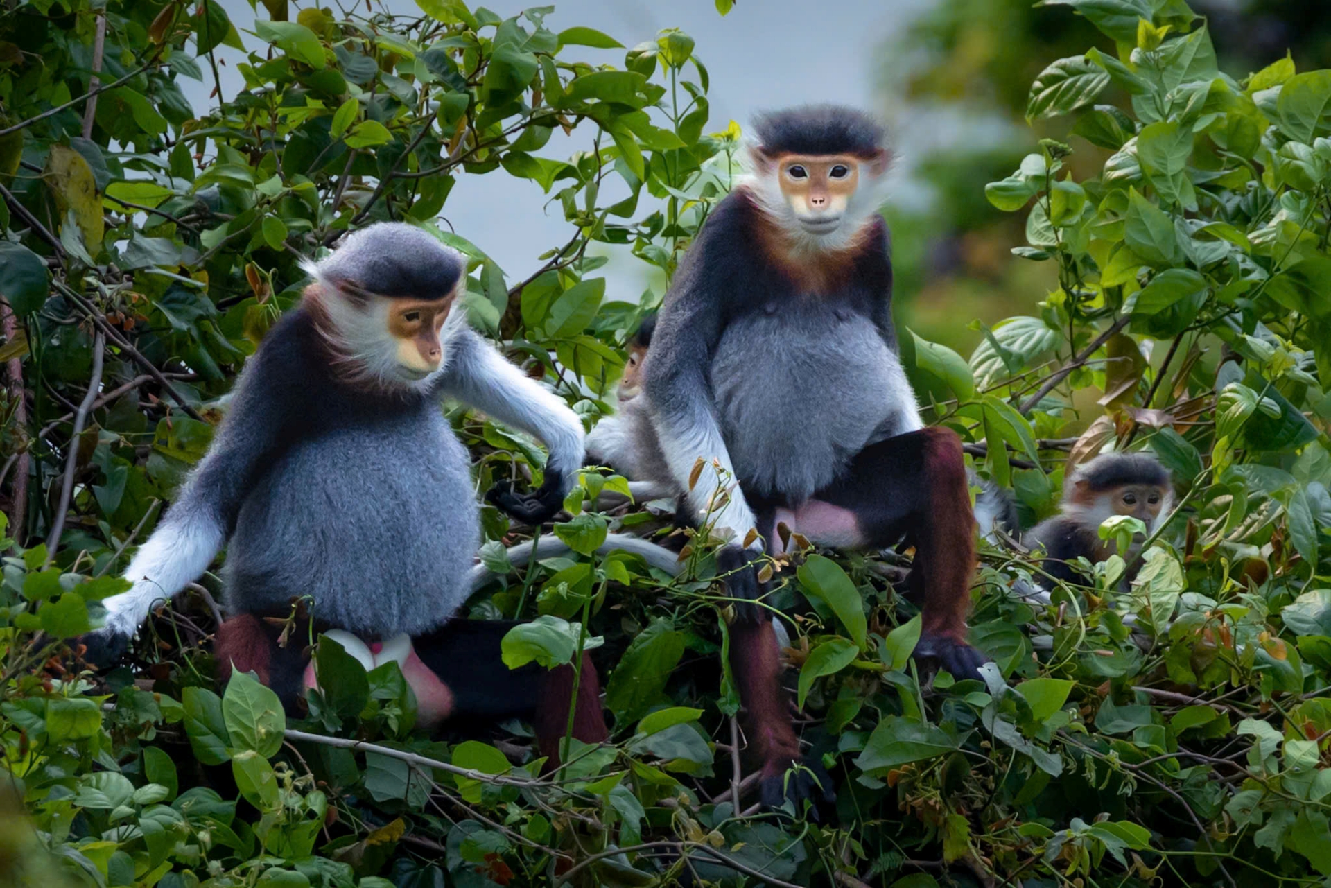 hoa than mat nhuom tim ban dao son tra mua thang tu - 5