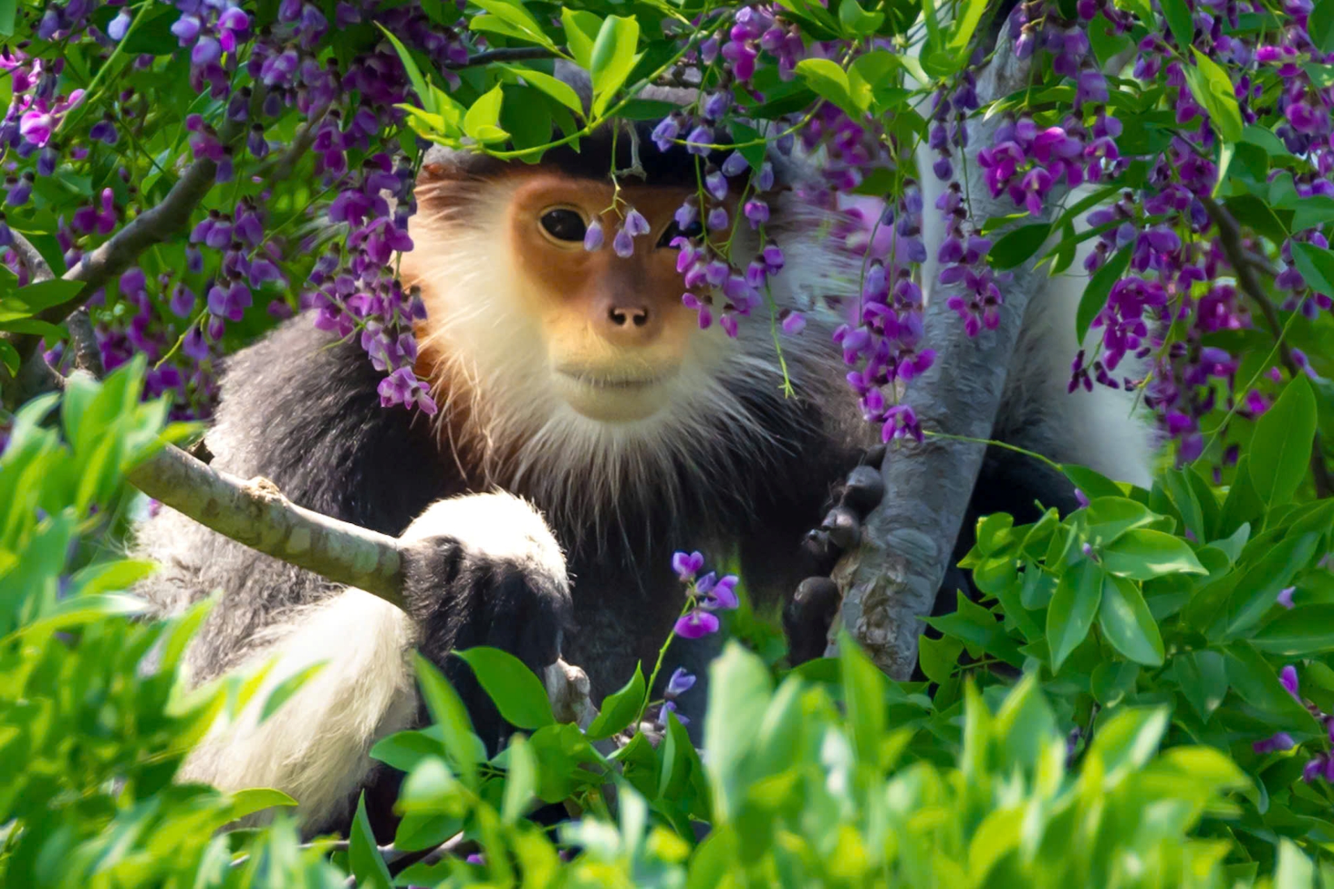 hoa than mat nhuom tim ban dao son tra mua thang tu - 6