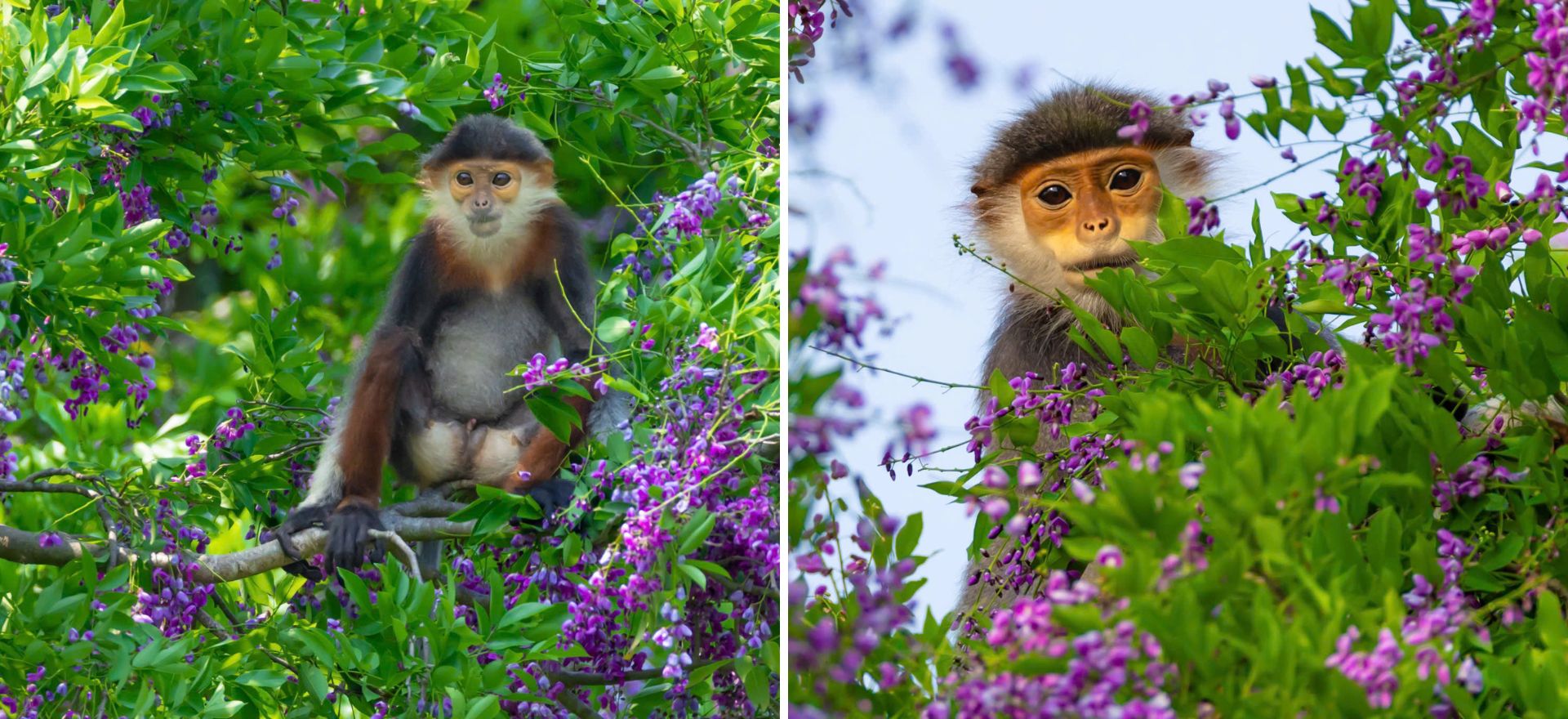 hoa than mat nhuom tim ban dao son tra mua thang tu - 7
