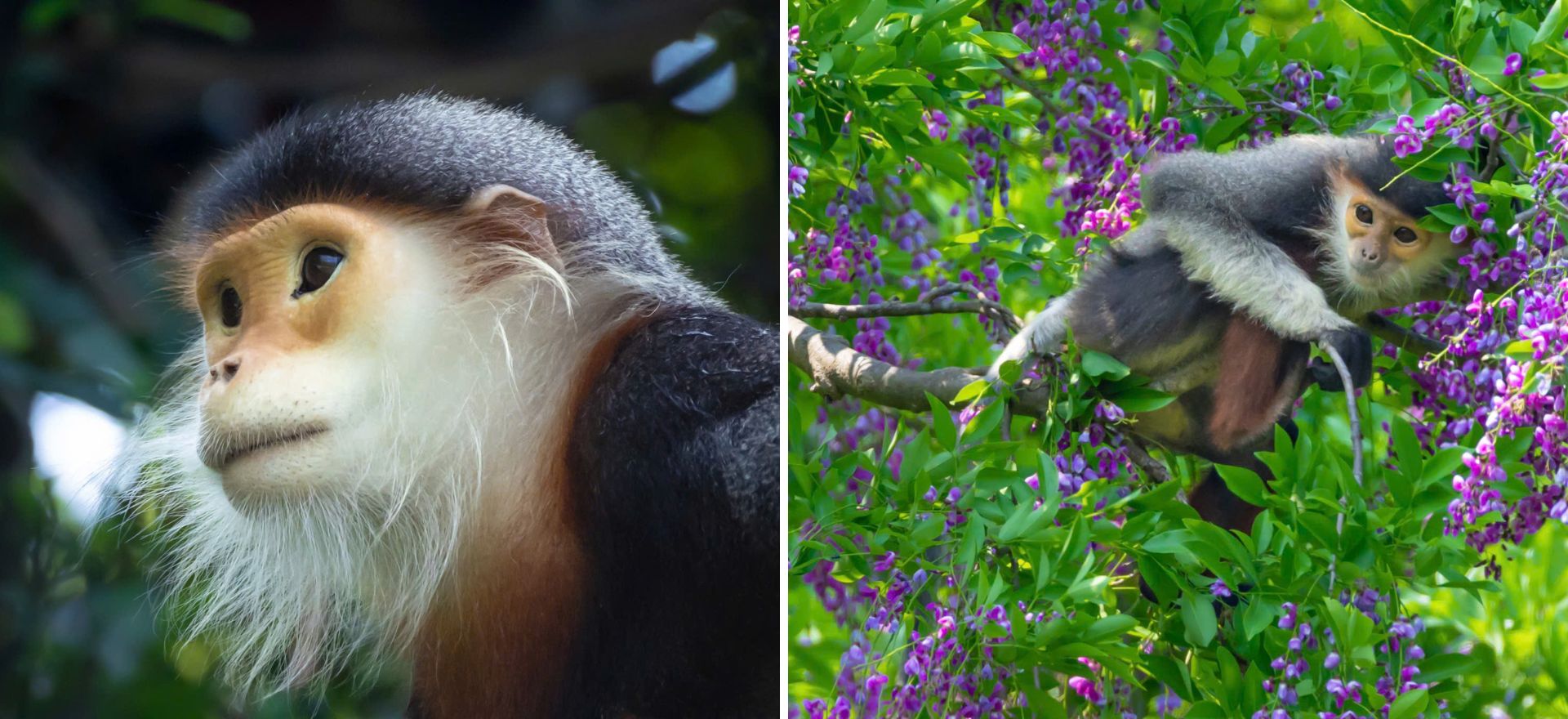 hoa than mat nhuom tim ban dao son tra mua thang tu - 8