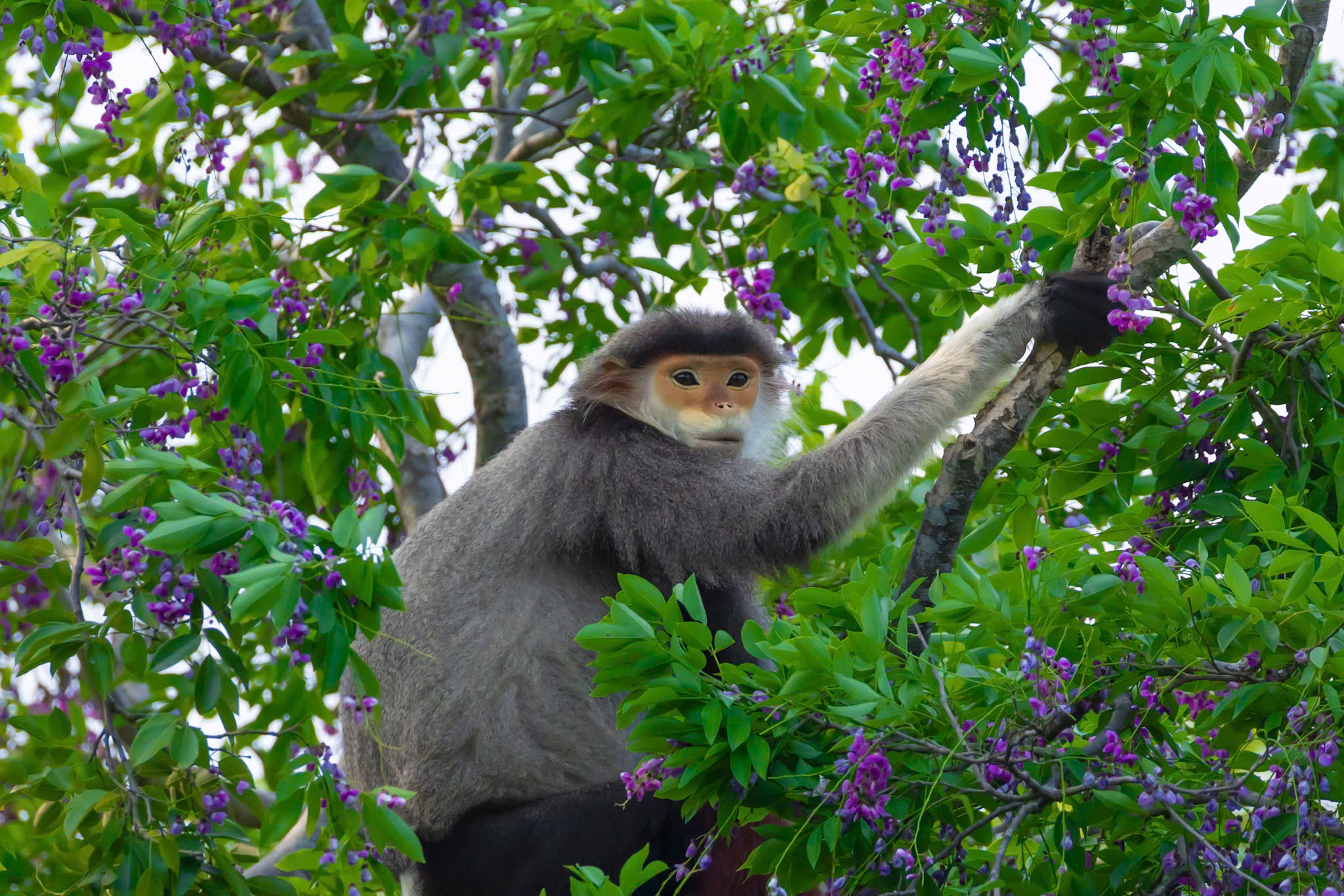 hoa than mat nhuom tim ban dao son tra mua thang tu - 9