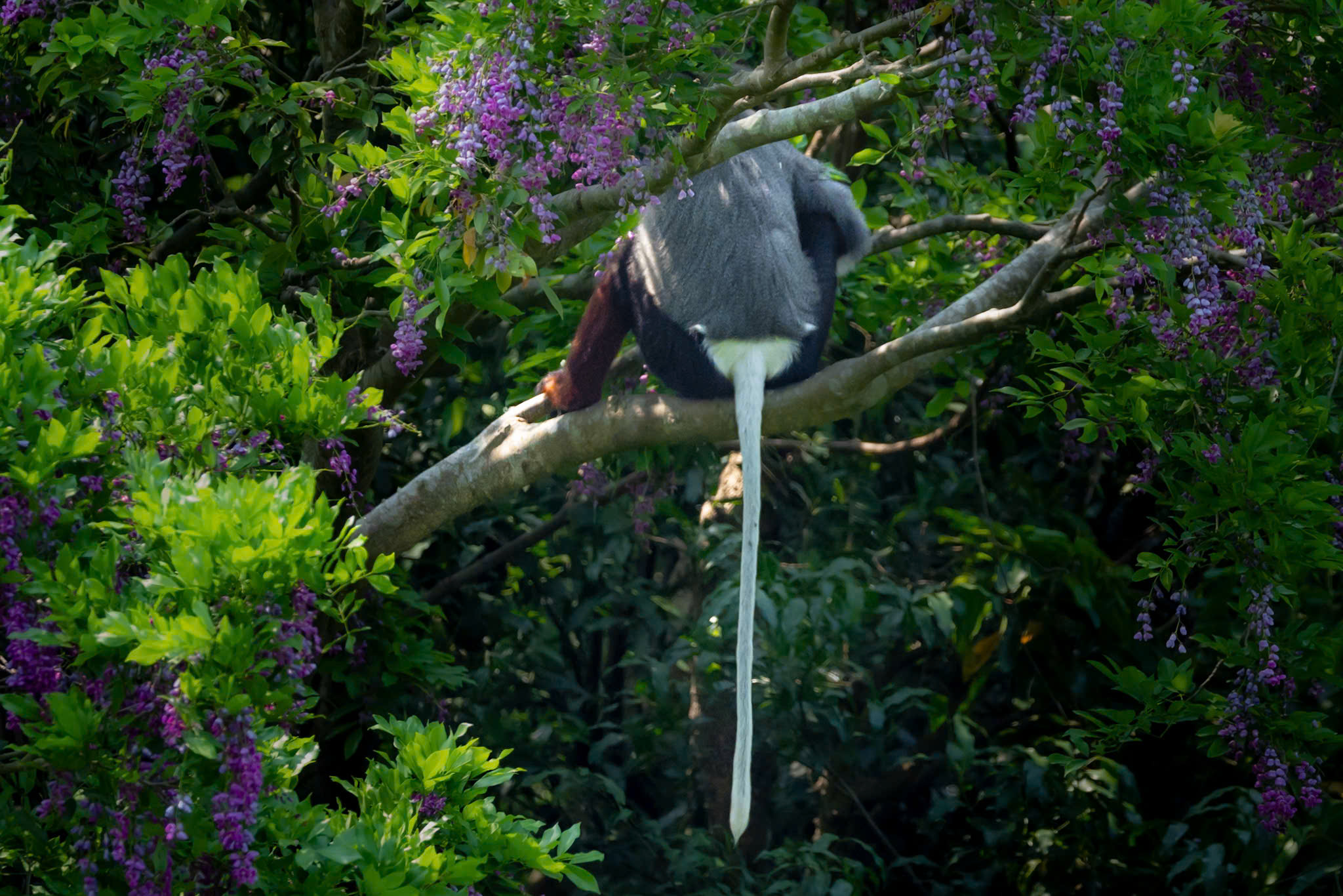 hoa than mat nhuom tim ban dao son tra mua thang tu - 10