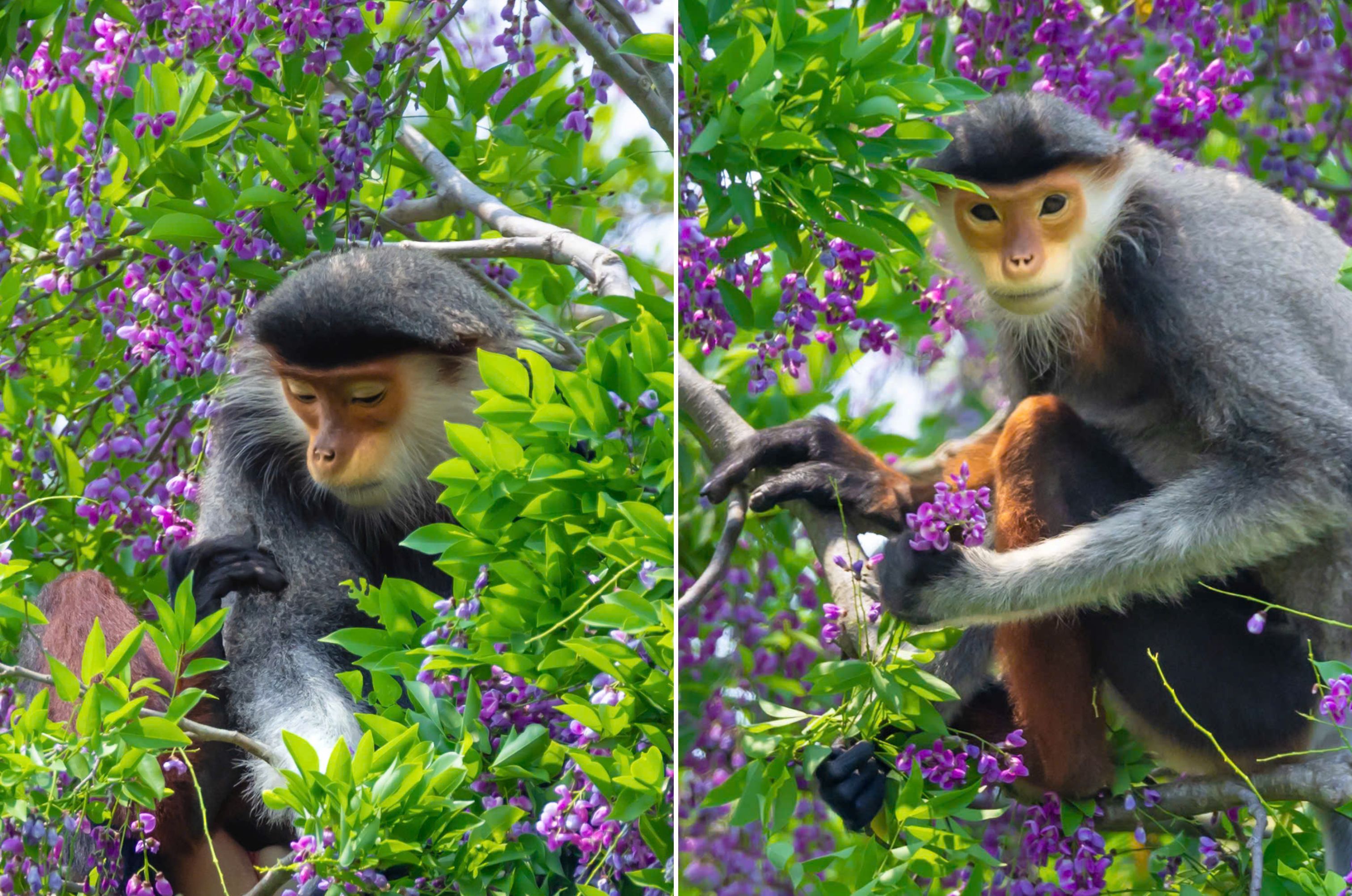 hoa than mat nhuom tim ban dao son tra mua thang tu - 11