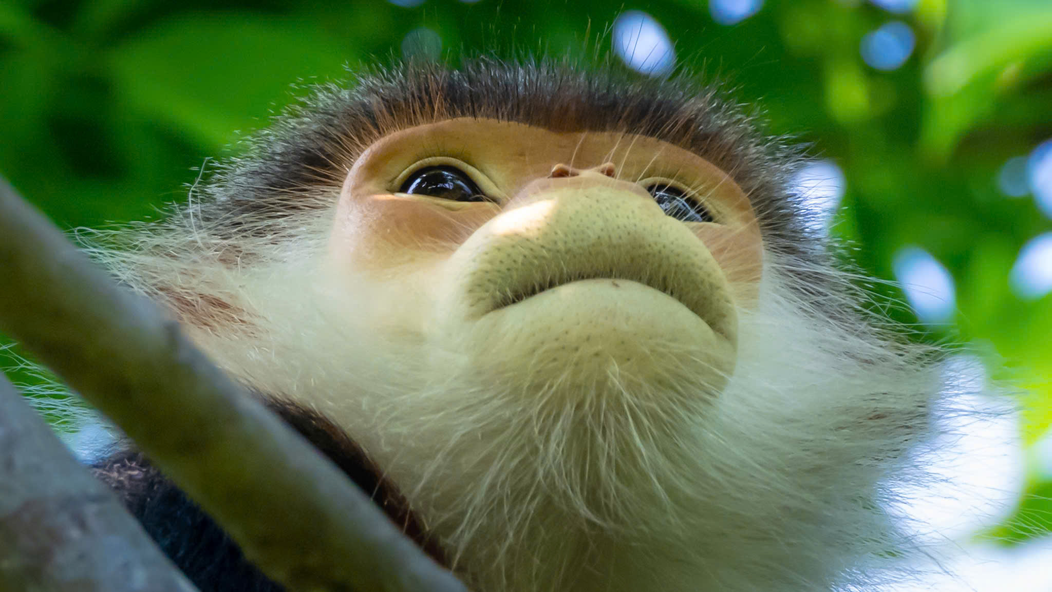 hoa than mat nhuom tim ban dao son tra mua thang tu - 12