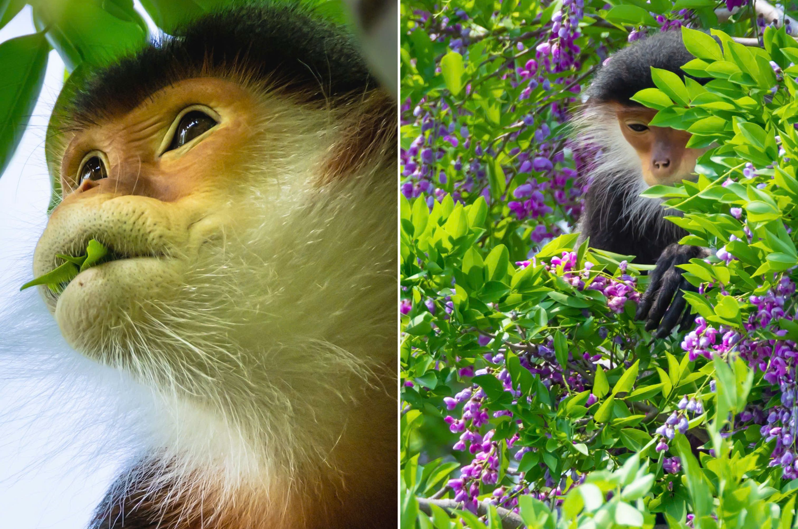 hoa than mat nhuom tim ban dao son tra mua thang tu - 13