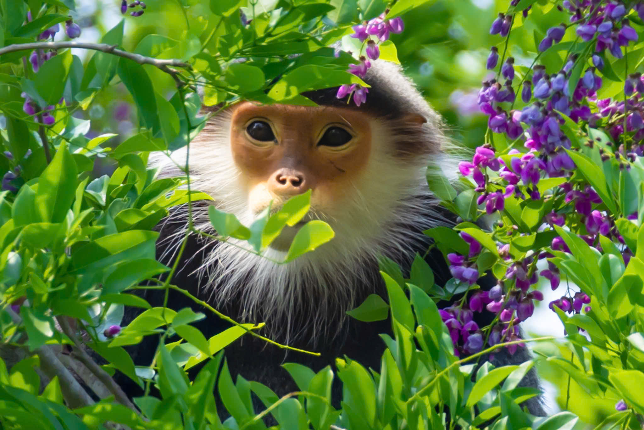 hoa than mat nhuom tim ban dao son tra mua thang tu - 15