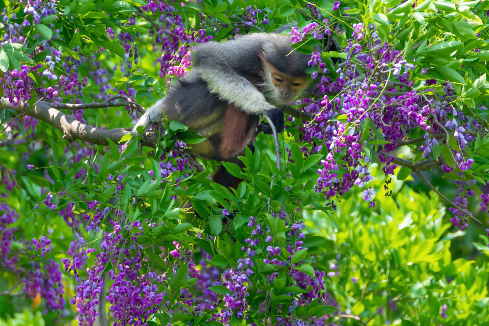 hoa than mat nhuom tim ban dao son tra mua thang tu - 16