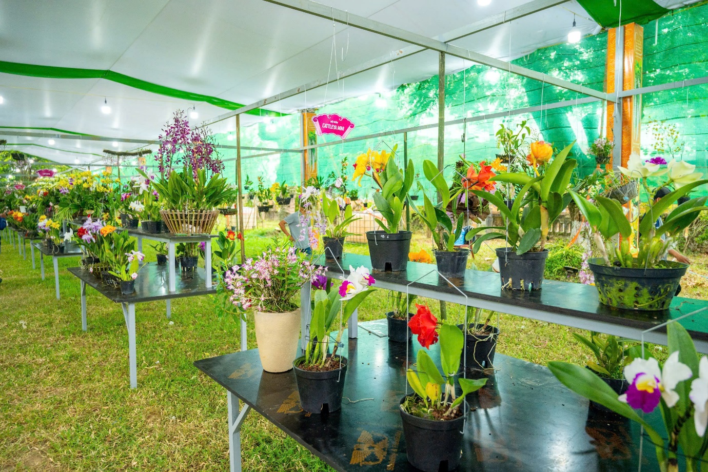 Vào chốn Hoàng cung, ngắm phong lan, cây kiểng, đá cảnh 3 miền - 9