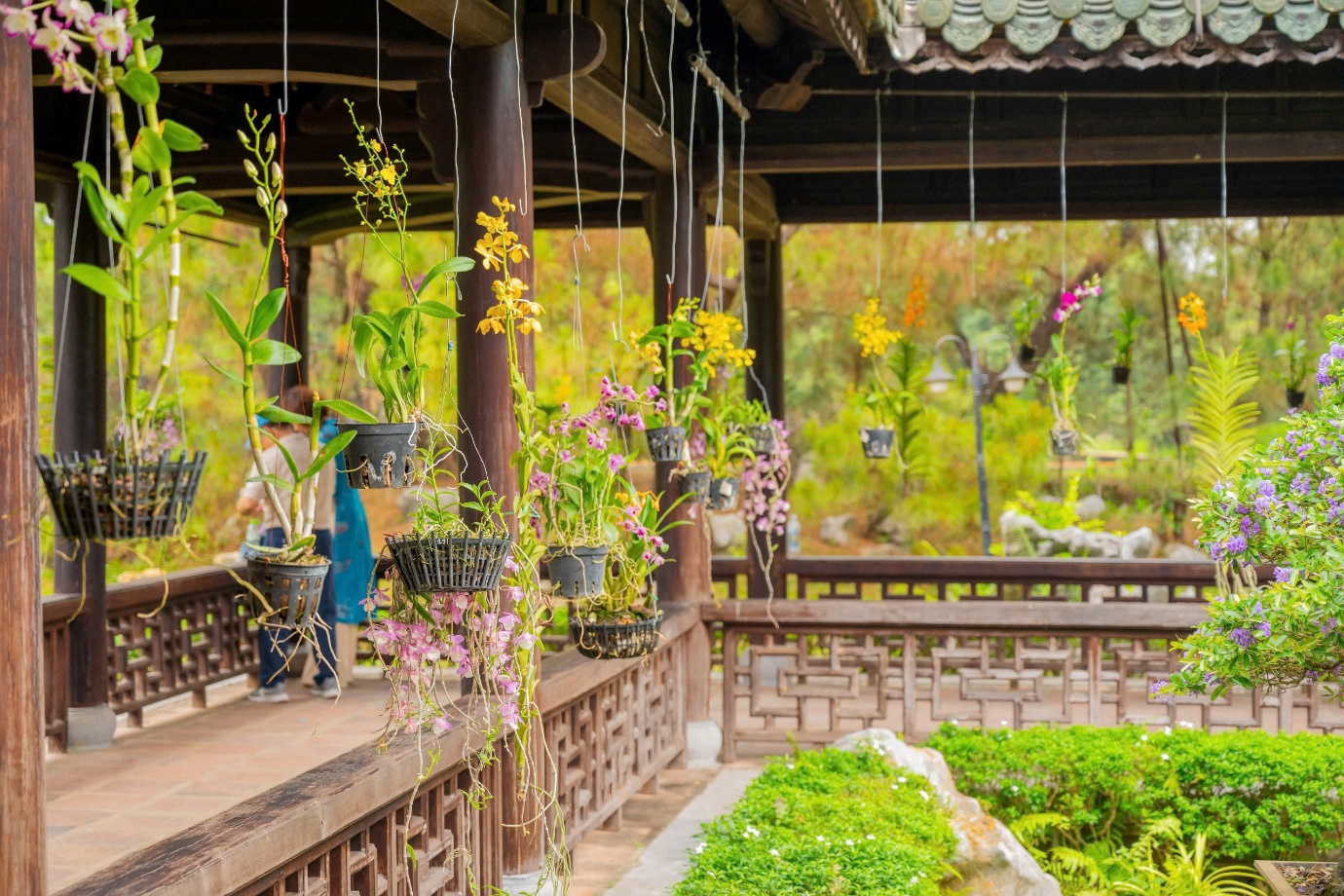 Vào chốn Hoàng cung, ngắm phong lan, cây kiểng, đá cảnh 3 miền - 10