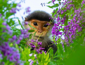  - Hoa thàn mát nhuộm tím bán đảo Sơn Trà mùa tháng tư