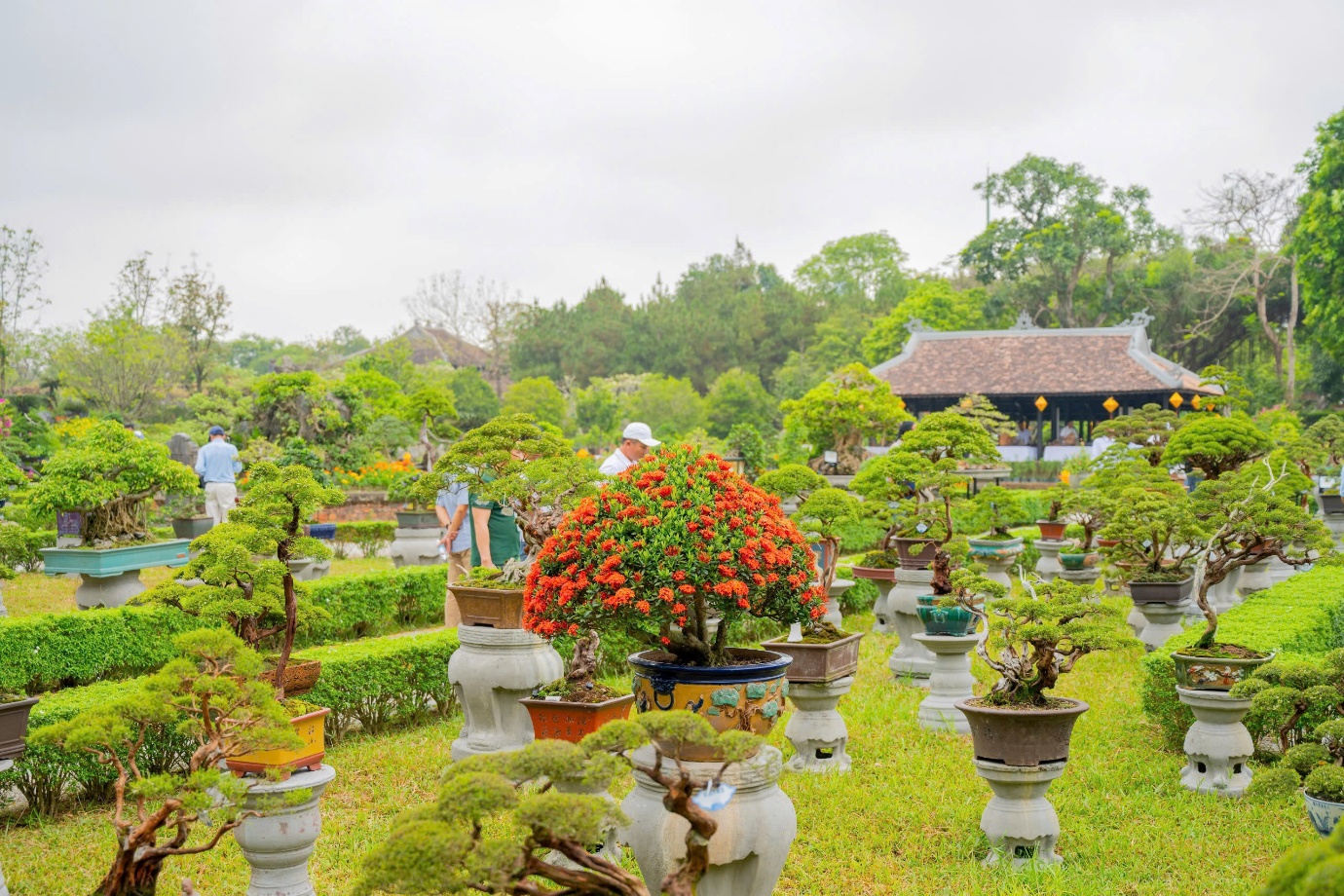 Vào chốn Hoàng cung, ngắm phong lan, cây kiểng, đá cảnh 3 miền - 11