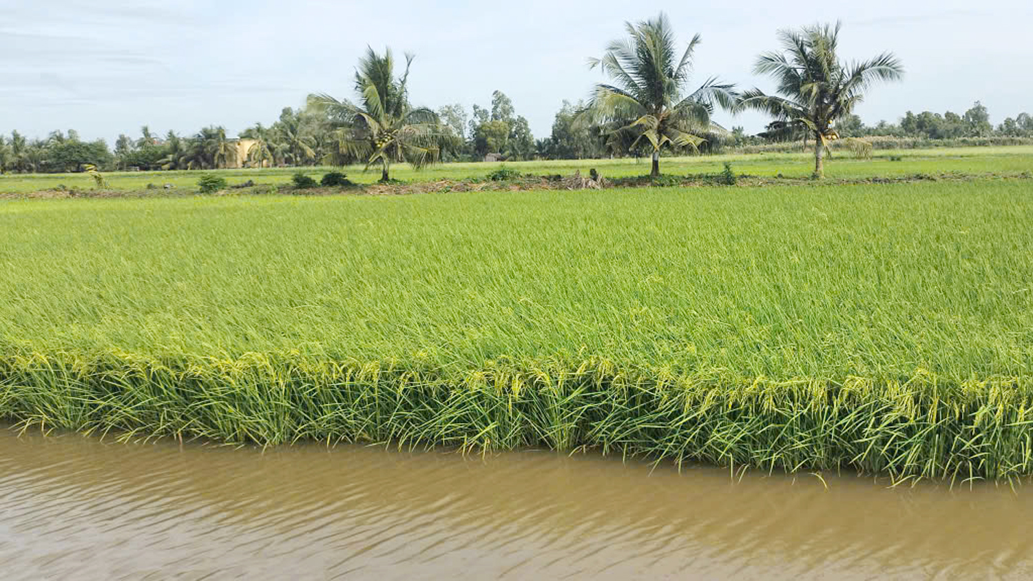 Giám đốc Sở Văn hóa, Thể thao và Du lịch Cà Mau nói về những công trình tôn vinh hạt lúa - 6