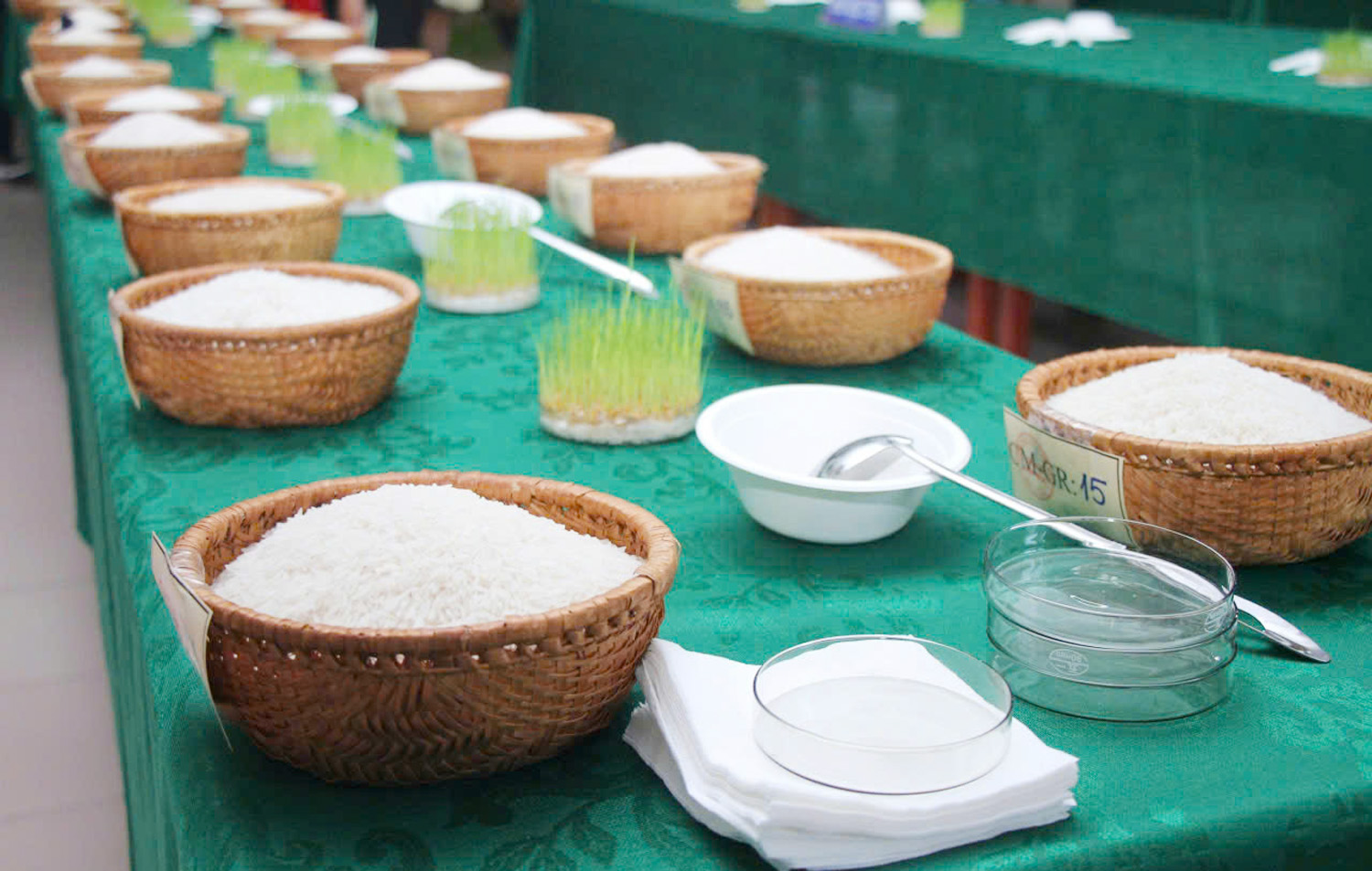 Gạo BL9 của HTX Ba Đình đoạt giải nhất Cuộc thi Gạo ngon ĐBSCL - 4