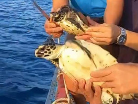 Sự kiện đặc sắc - Ngư dân Phú Quý giải cứu 2 cá thể rùa biển bị mắc lưới