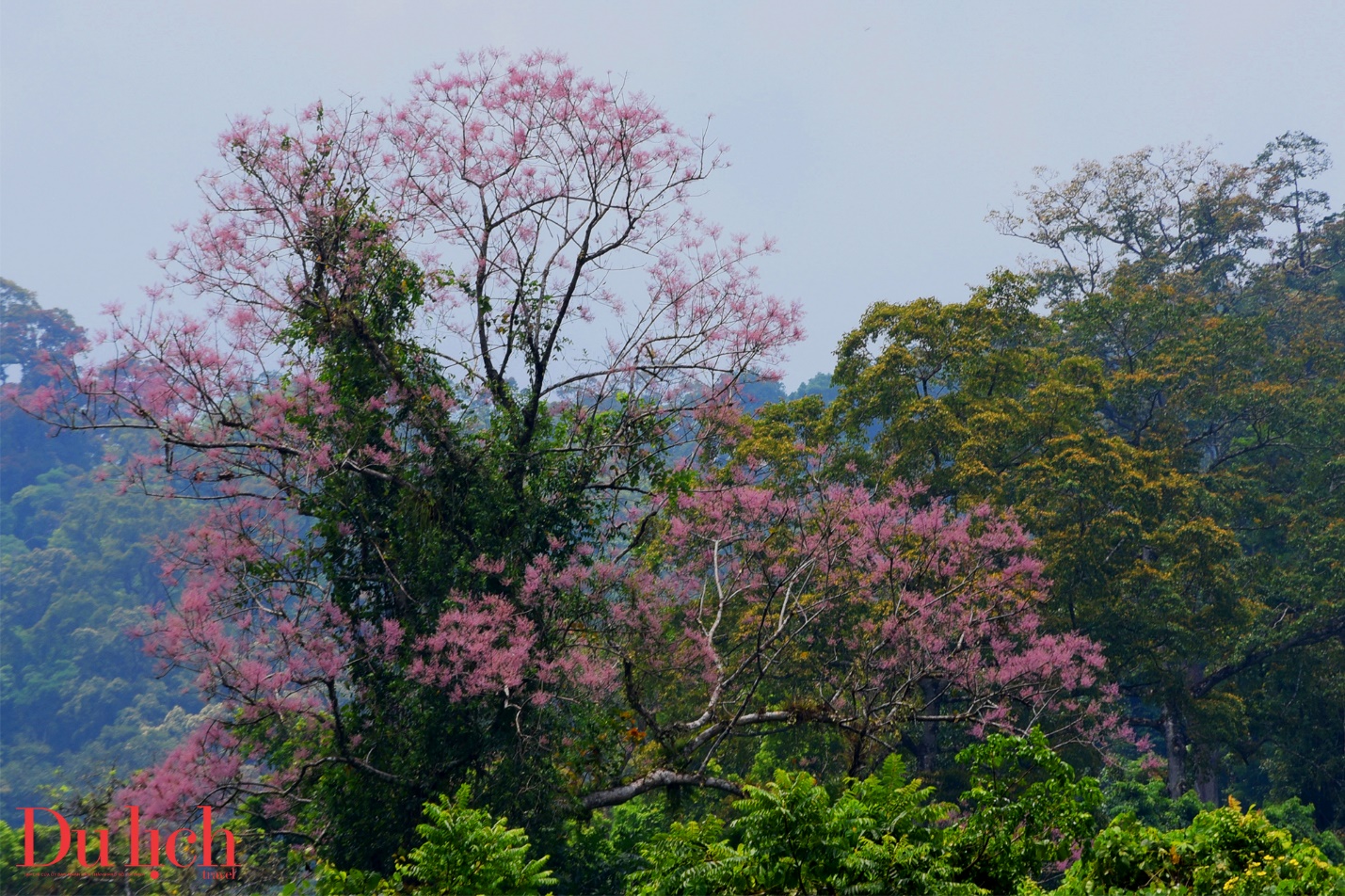 cung duong truong son dong dep nhu mo vao mua hoa no - 5