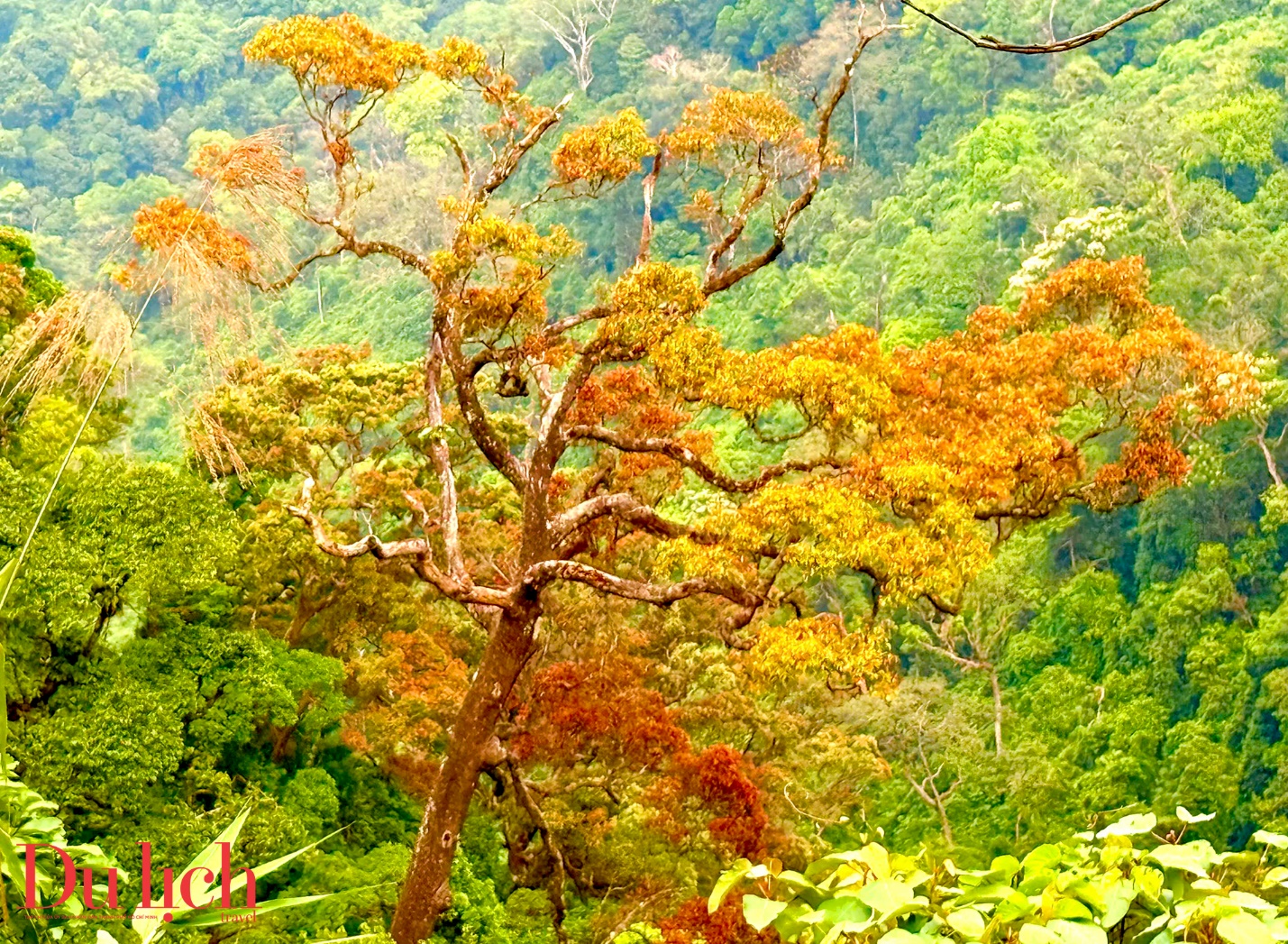 cung duong truong son dong dep nhu mo vao mua hoa no - 2