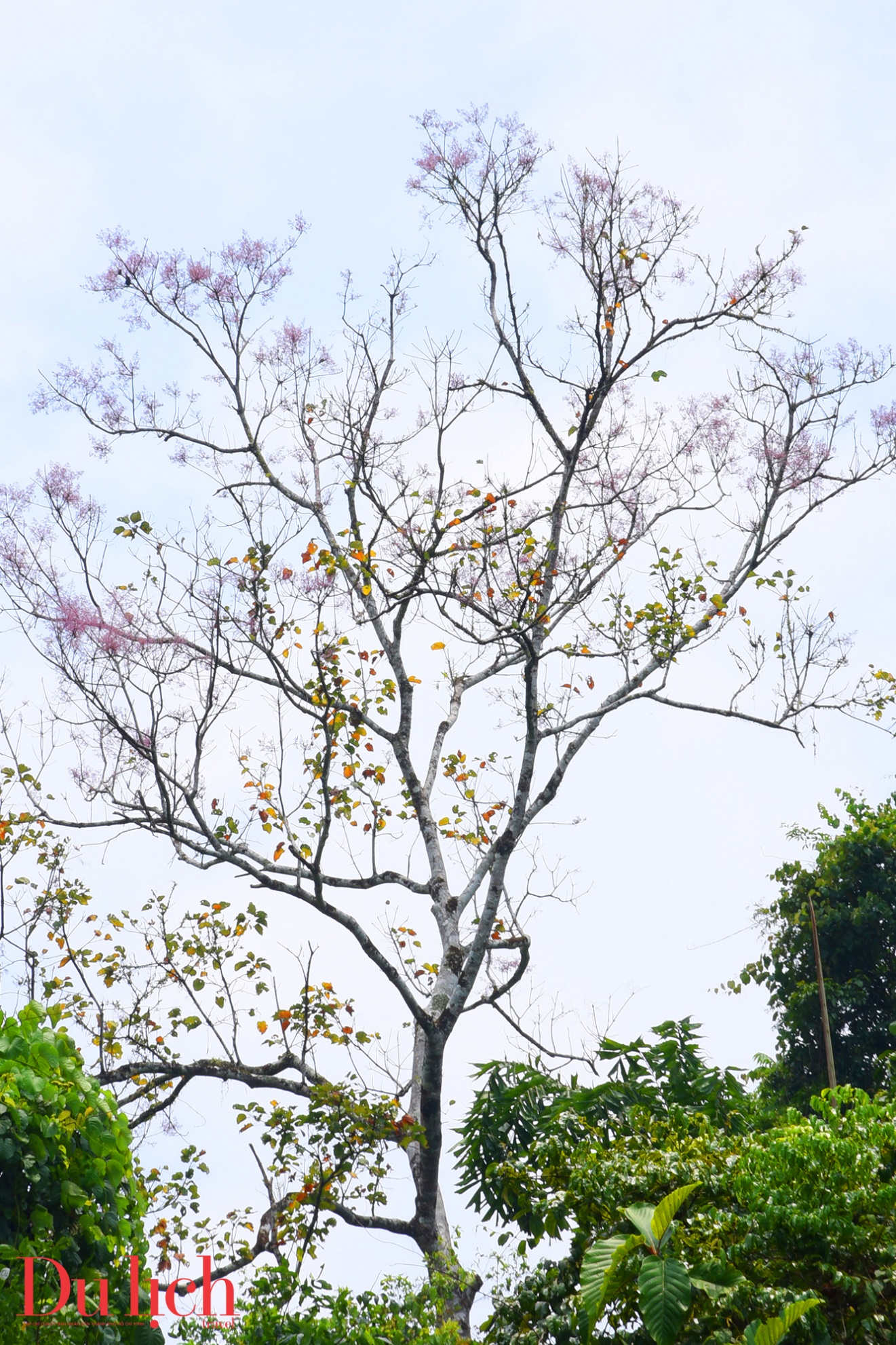 cung duong truong son dong dep nhu mo vao mua hoa no - 7