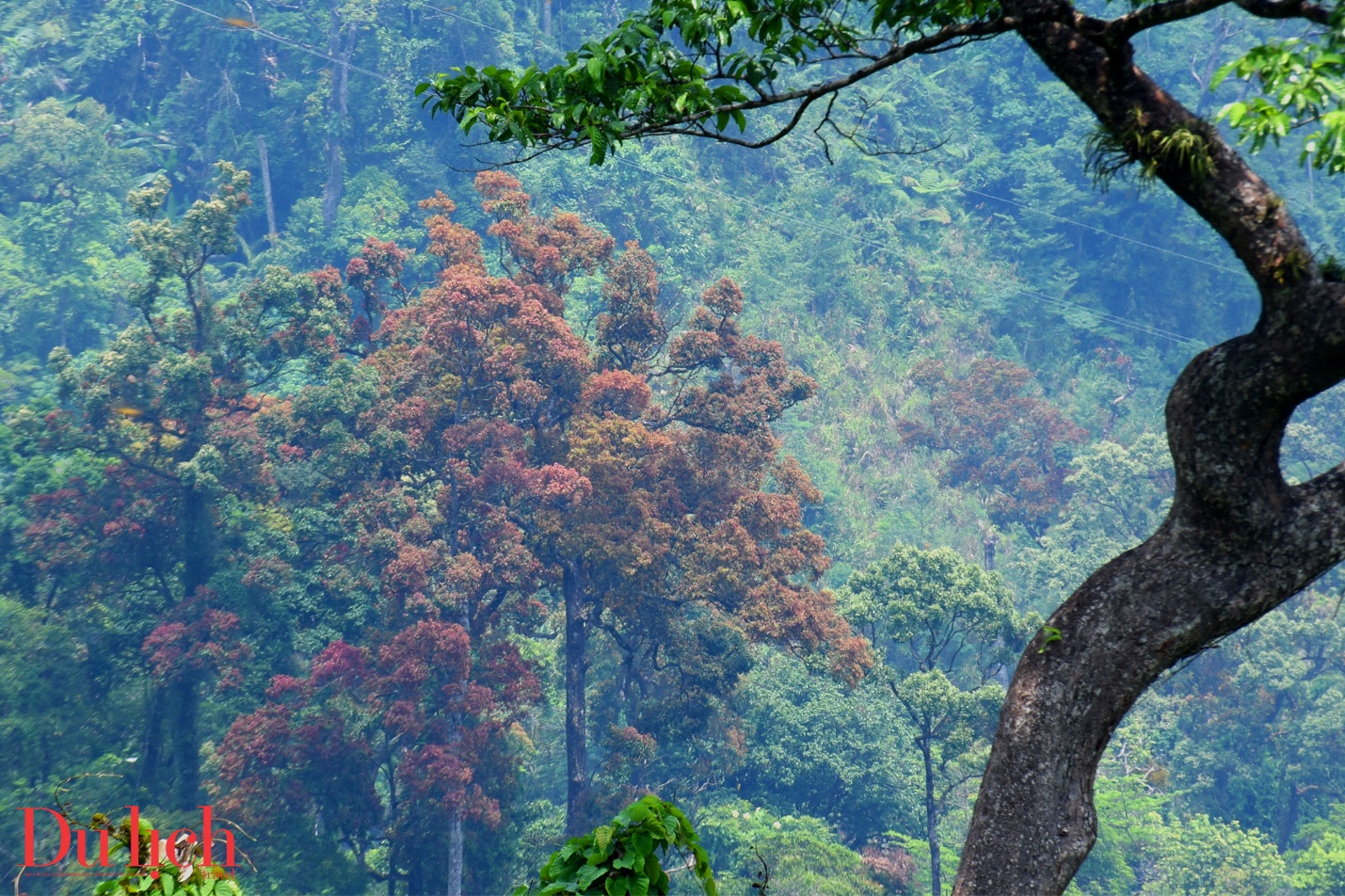 cung duong truong son dong dep nhu mo vao mua hoa no - 10