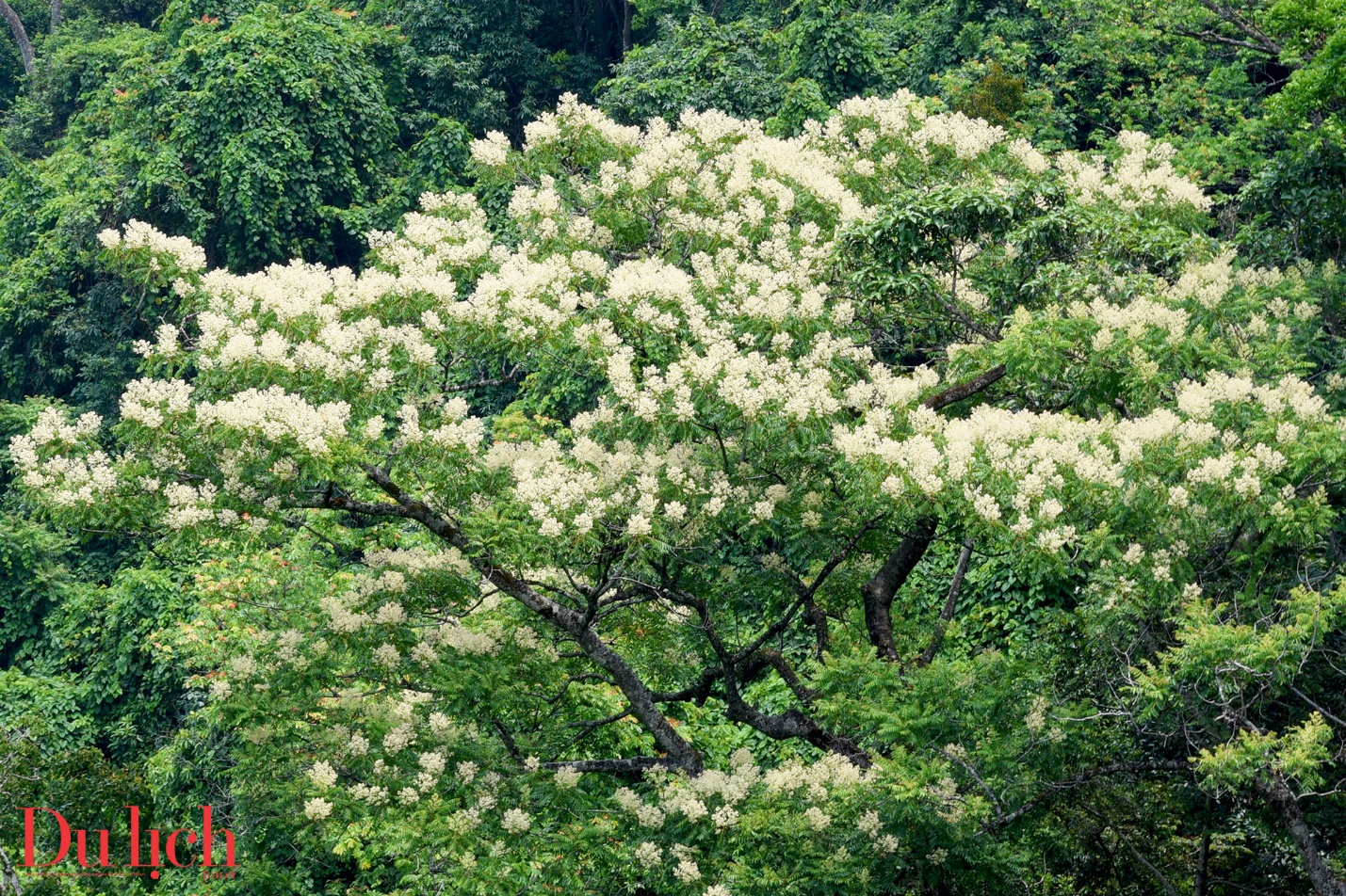 cung duong truong son dong dep nhu mo vao mua hoa no - 9