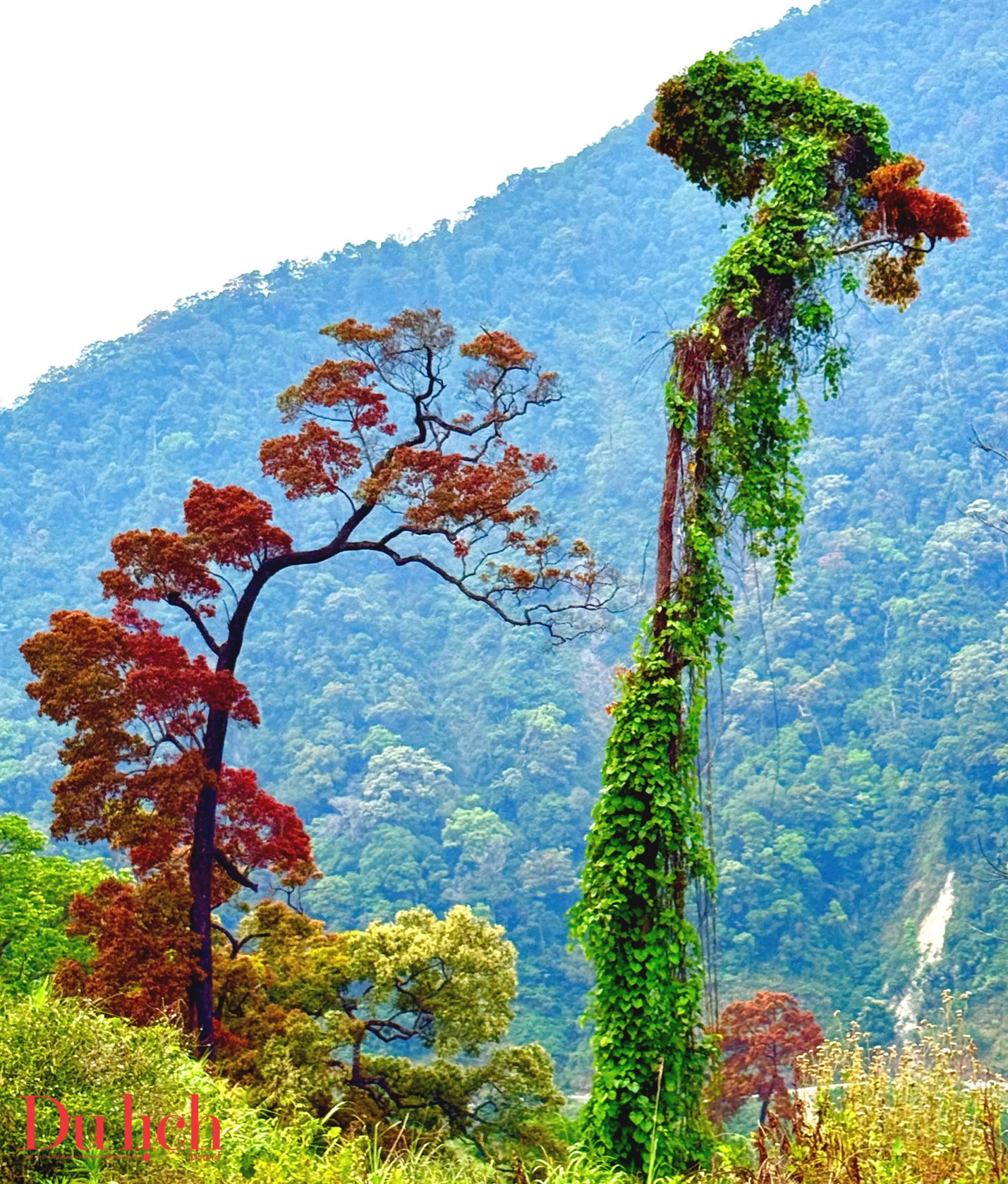 cung duong truong son dong dep nhu mo vao mua hoa no - 1