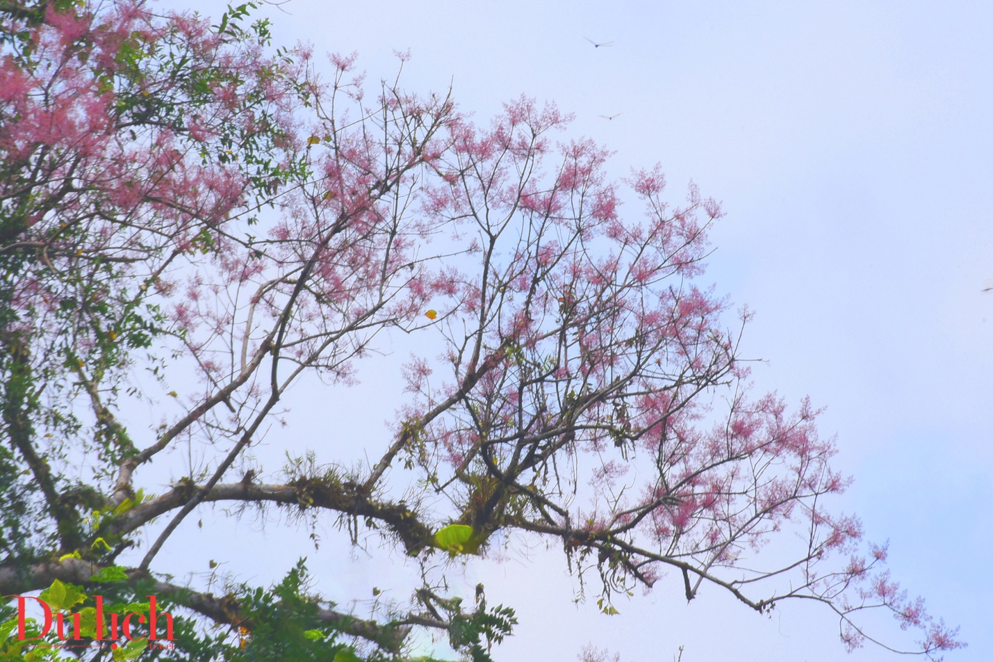 cung duong truong son dong dep nhu mo vao mua hoa no - 6