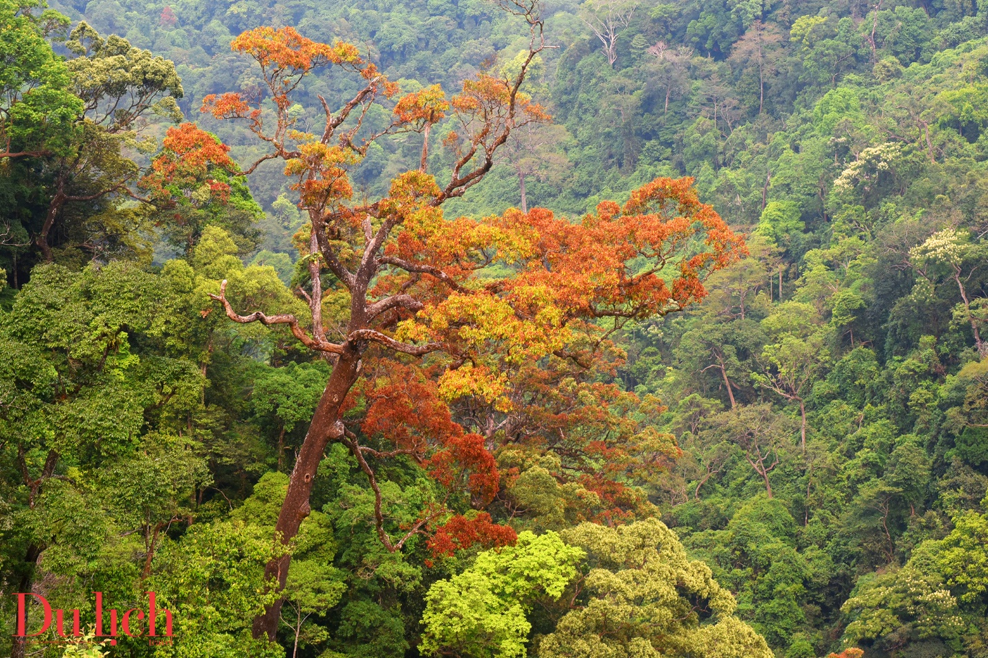 cung duong truong son dong dep nhu mo vao mua hoa no - 15