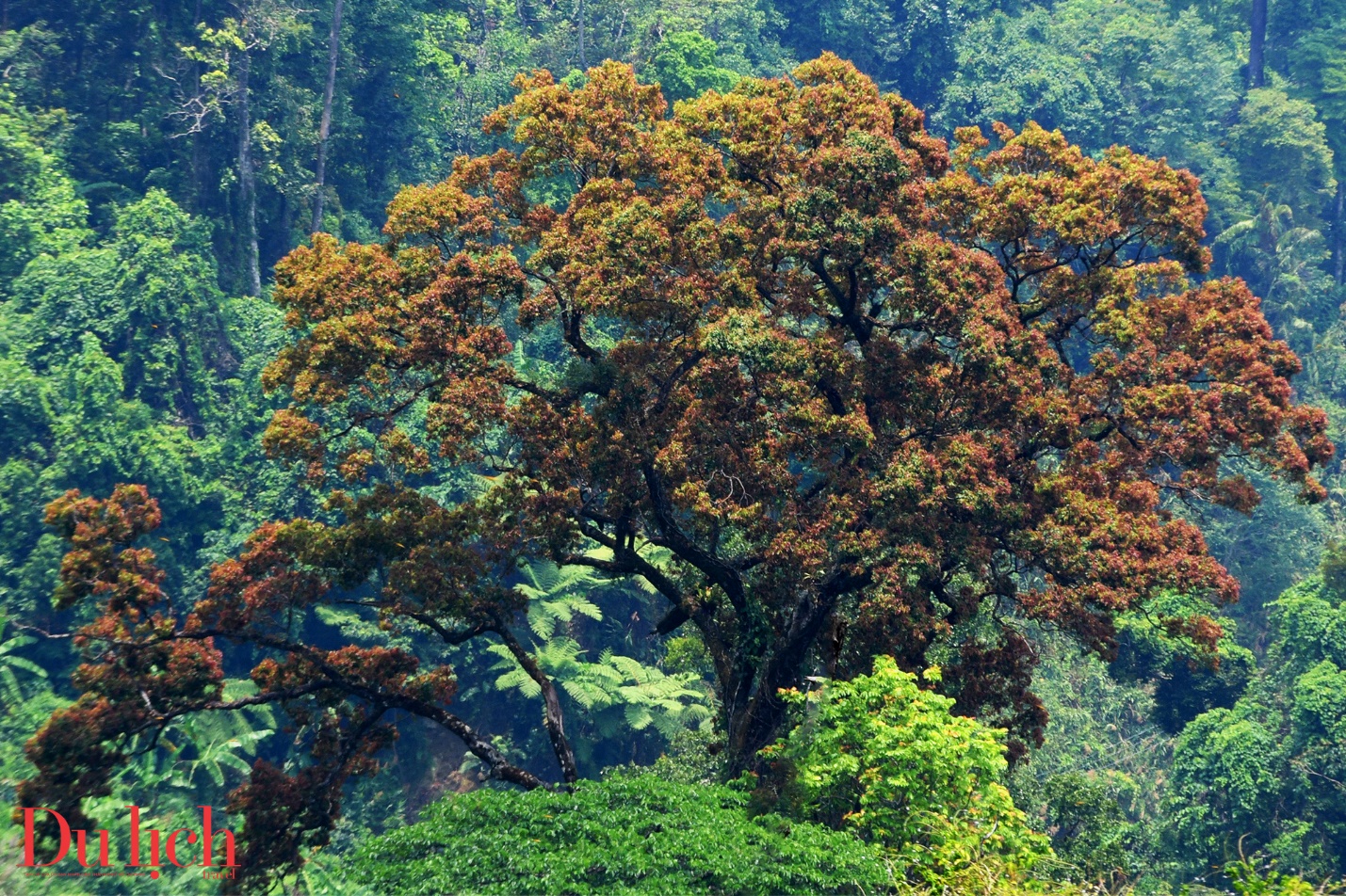 cung duong truong son dong dep nhu mo vao mua hoa no - 12