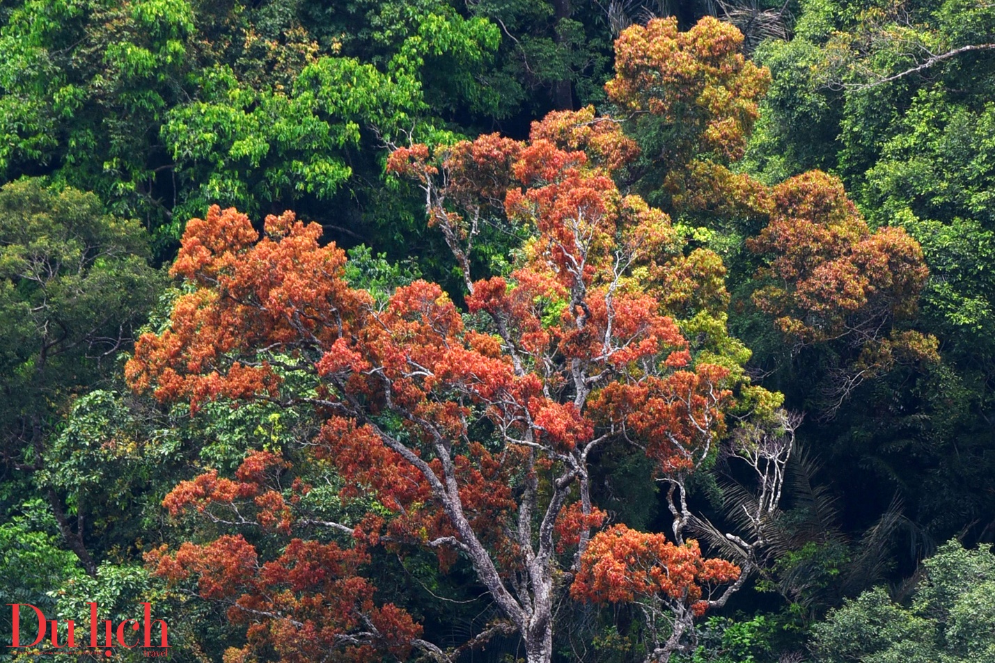cung duong truong son dong dep nhu mo vao mua hoa no - 18