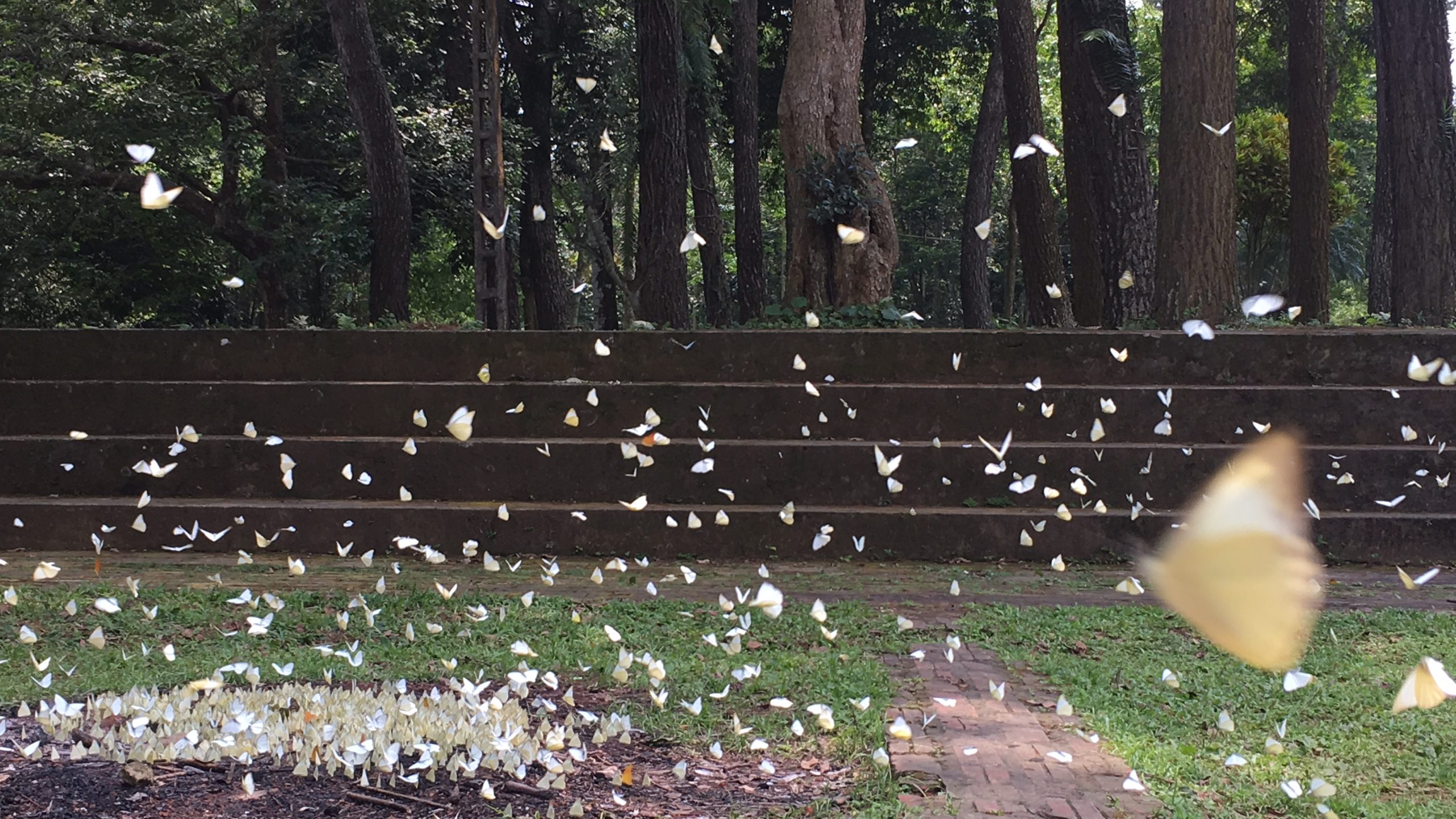 Check - in cây ráy khổng lồ đang hot rần rần, nơi du khách bỗng hóa 'người tí hon' giữa rừng già! - 7