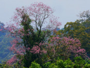 Cung đường Trường Sơn Đông đẹp như mơ vào mùa hoa nở