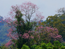  - Cung đường Trường Sơn Đông đẹp như mơ vào mùa hoa nở