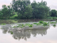 Chuyển động - Nước sông Maspéro ở Cần Thơ nổi váng sau ‘mưa vàng’