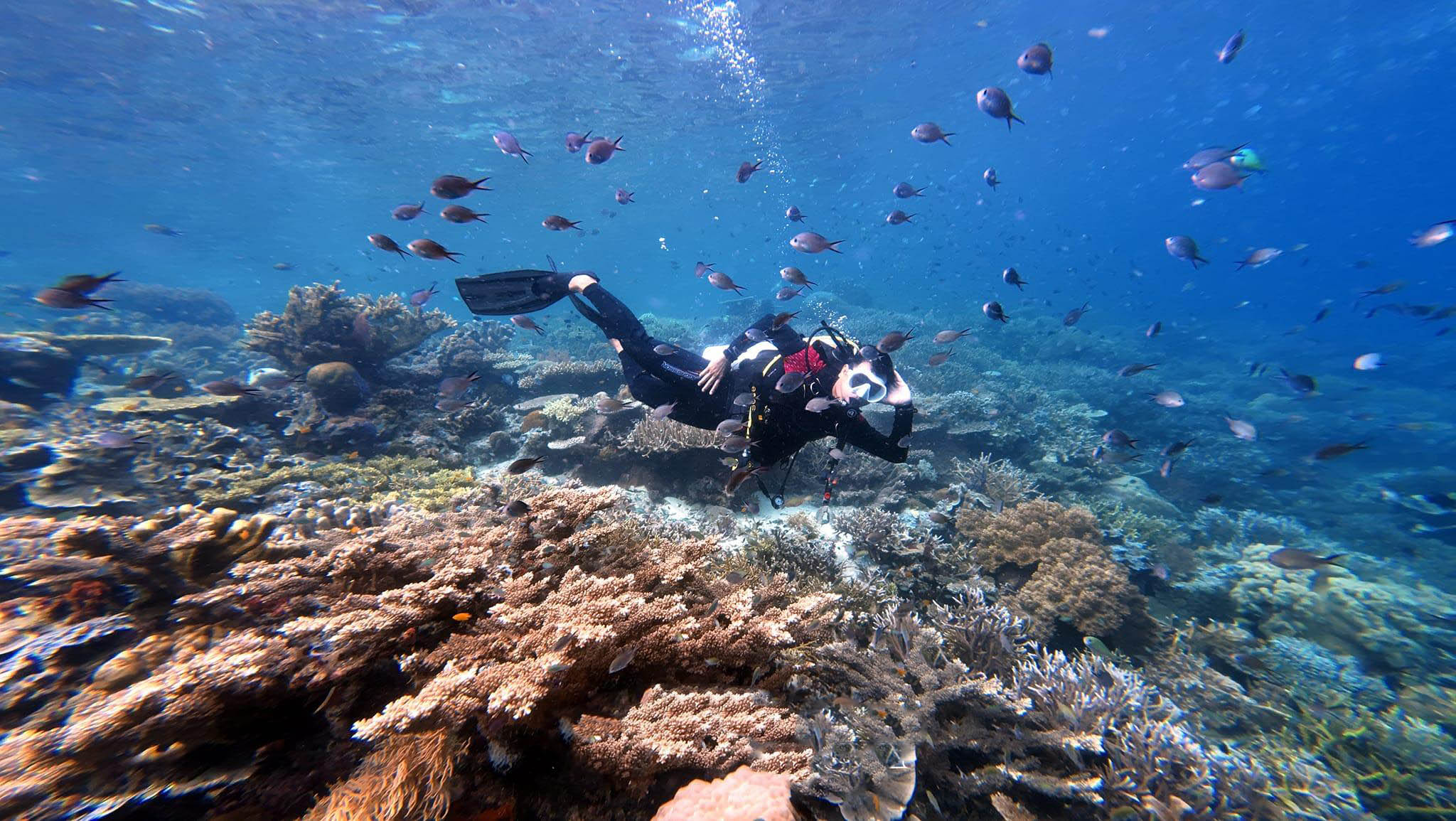 Rạn san hô Vịnh Nha Trang phục hồi tốt trên nền san hô gãy đổ - 1