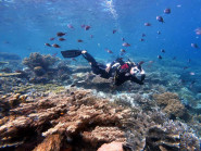 Rạn san hô Vịnh Nha Trang phục hồi tốt trên nền san hô gãy đổ