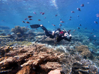 Rạn san hô Vịnh Nha Trang phục hồi tốt trên nền san hô gãy đổ