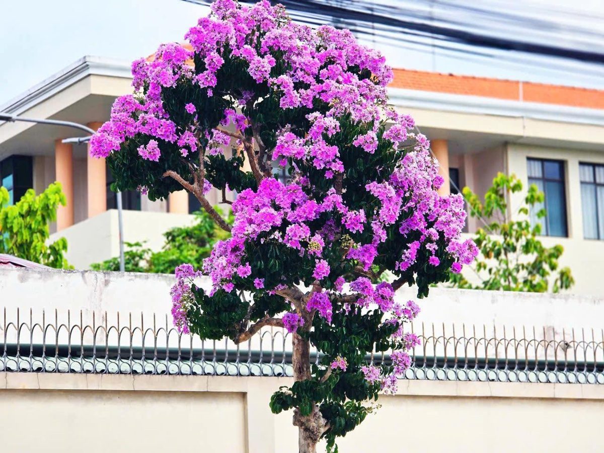 Sắc tím bằng lăng làm say lòng phố thị miền Tây - 3
