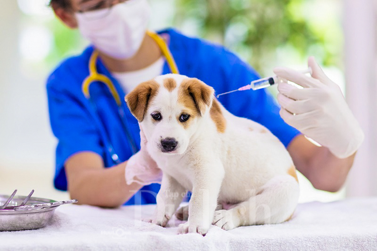 Siết chặt quản lý vật nuôi: TP.HCM thắt chặt giám sát, phòng bệnh dại bảo vệ sức khỏe người dân - 2