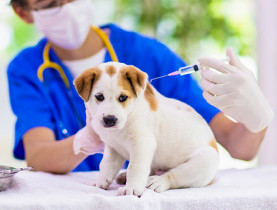  - Siết chặt quản lý vật nuôi: TP.HCM thắt chặt giám sát, phòng bệnh dại bảo vệ sức khỏe người dân