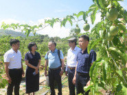  - Khai trương Cửa hàng vật tư nông nghiệp quy mô lớn ở vùng cao Quảng Ngãi