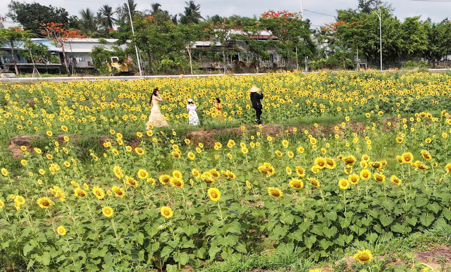 Cánh đồng hoa hướng dương đẹp như tranh ở Cần Thơ - 3