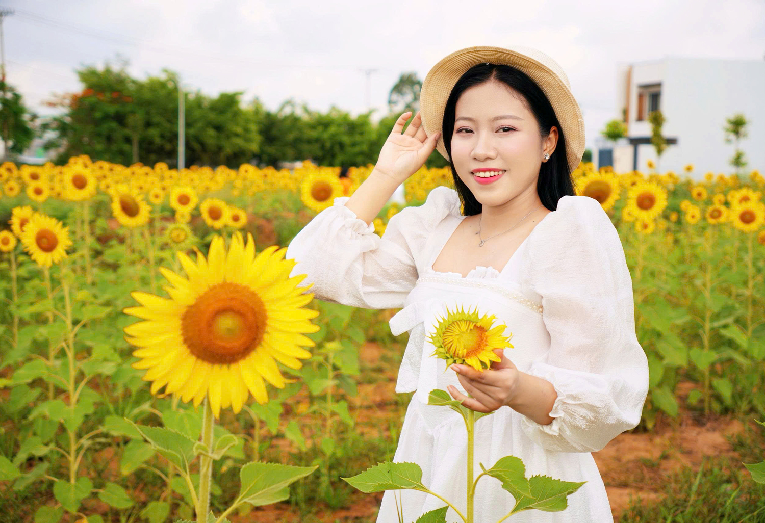 Cánh đồng hoa hướng dương đẹp như tranh ở Cần Thơ - 5