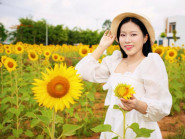 Cánh đồng hoa hướng dương đẹp như tranh ở Cần Thơ